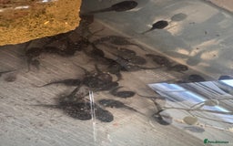 Frog reptiles for sale: Baby Amazon milk frogs  - Image 4