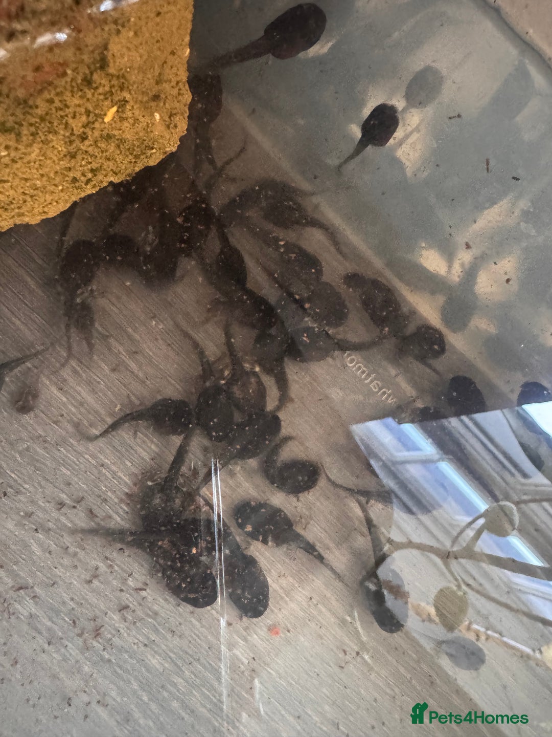 Frog reptiles for sale: Baby Amazon milk frogs  - Image 4