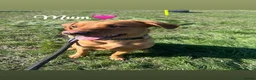 Labrador Retriever dogs for sale: 7 Fox Red Labrador Puppies🐶 - Advert 10