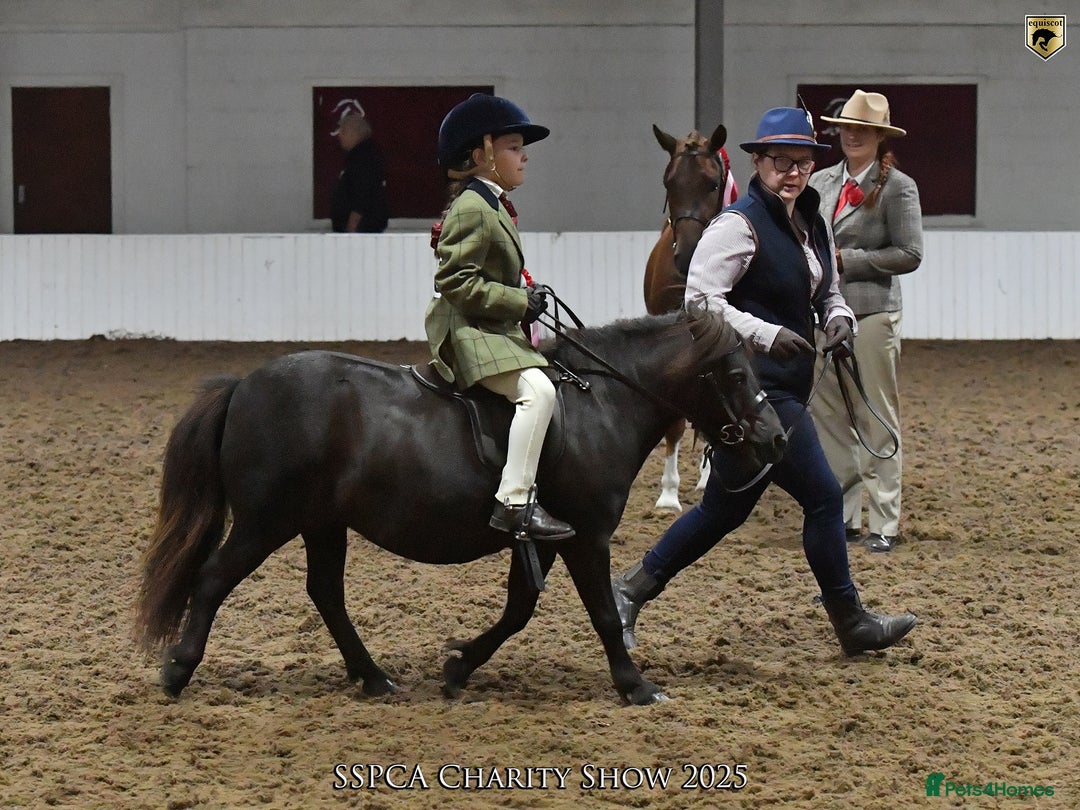 Shetland pony horses for sale: Mothers Dream first pony  - Advert 2