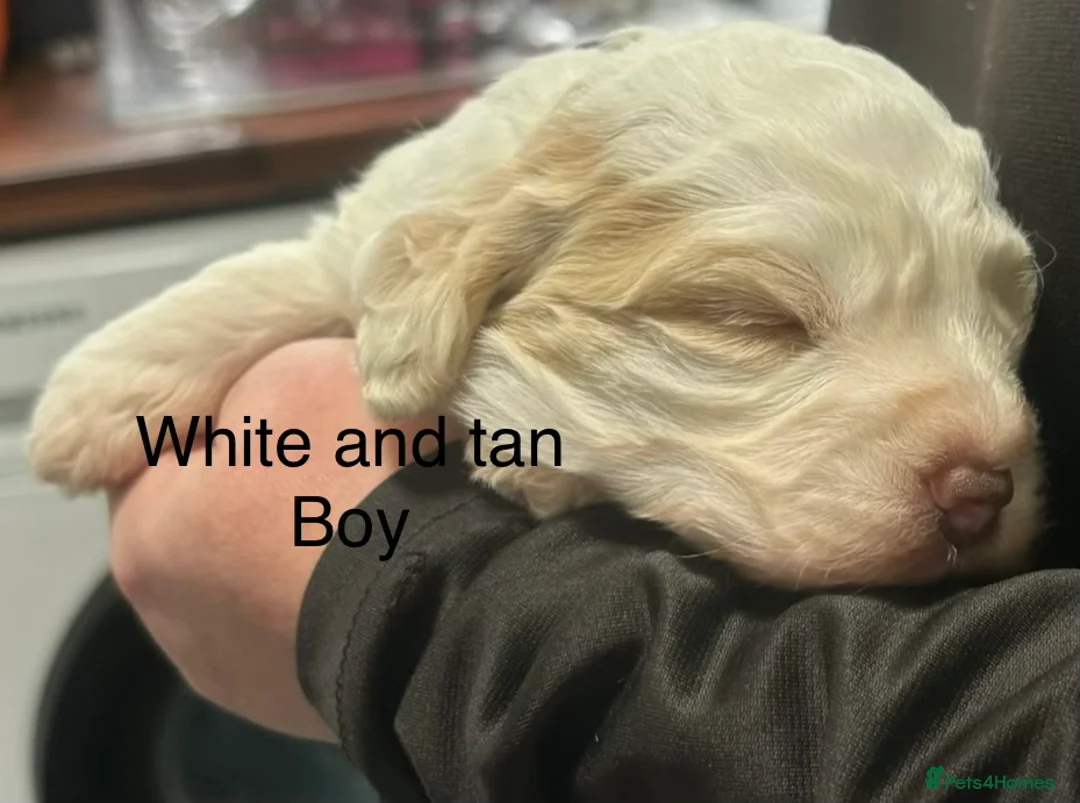 Cockapoo dogs for sale: Cockerpoo puppies  - Advert 19