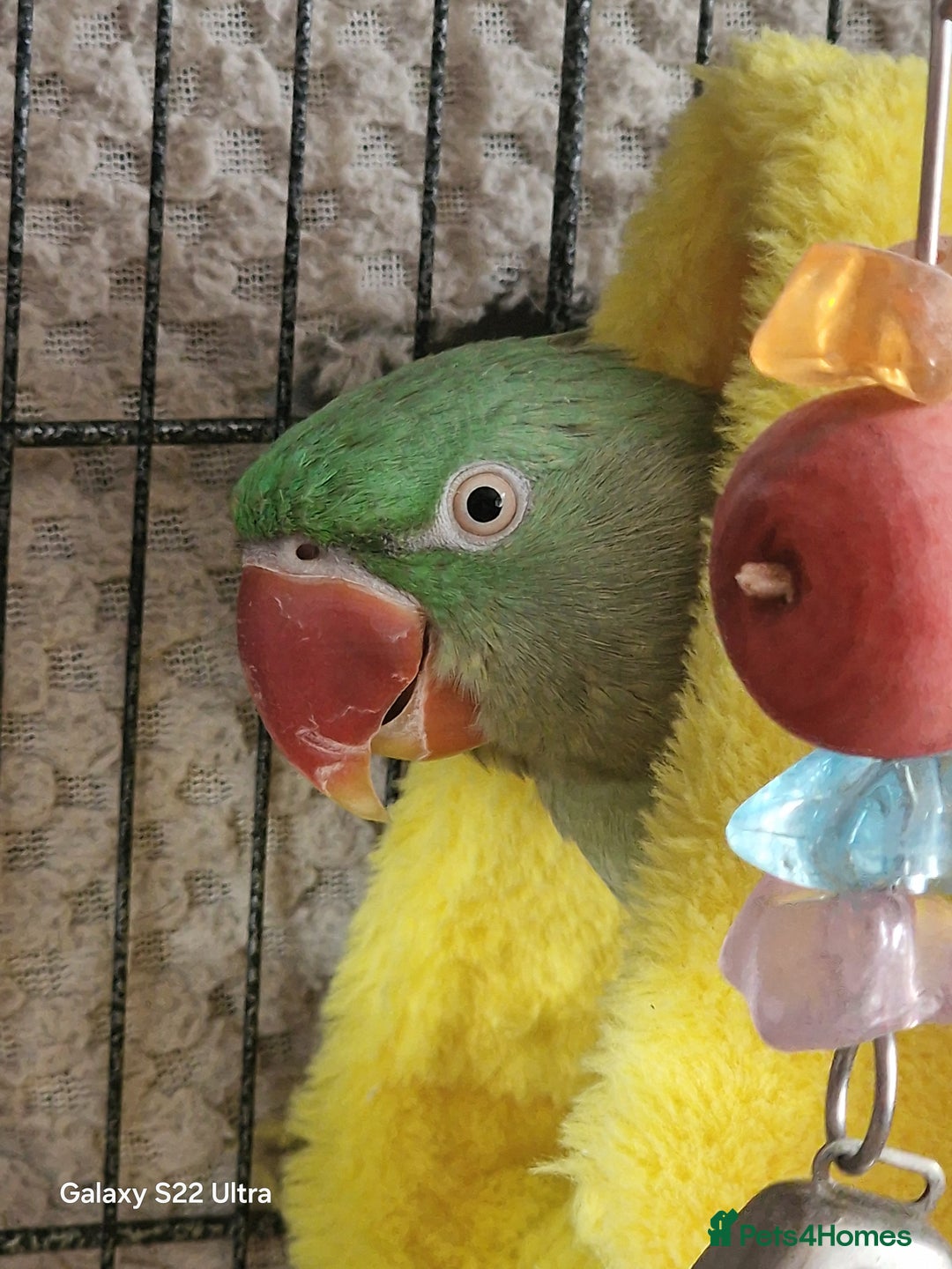 Parrots birds for sale: Alexsandrine Parrot - Advert 3