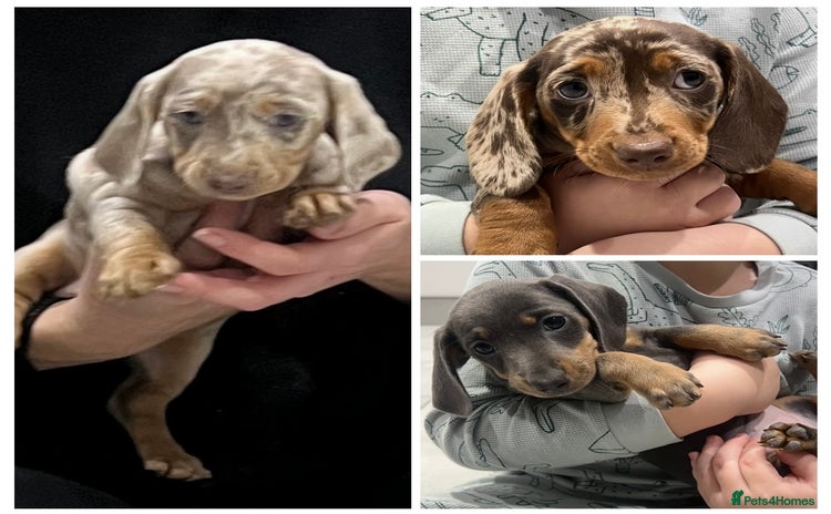 Miniature Dachshund dogs 🥰 Stunning Miniature Dachshunds 🥰 - Advert 4