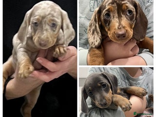 Miniature Dachshund dogs 🥰 Stunning Miniature Dachshunds 🥰 - Advert 5