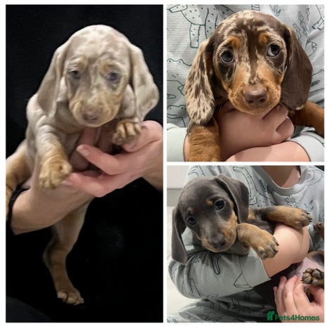 Miniature Dachshund dogs 🥰 Stunning Miniature Dachshunds 🥰 - Advert 1