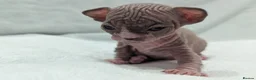 Sphynx cats for sale: ***TICA ACTIVE*** - PURE BREAD SPHYNX - AVAILABLE - Advert 10