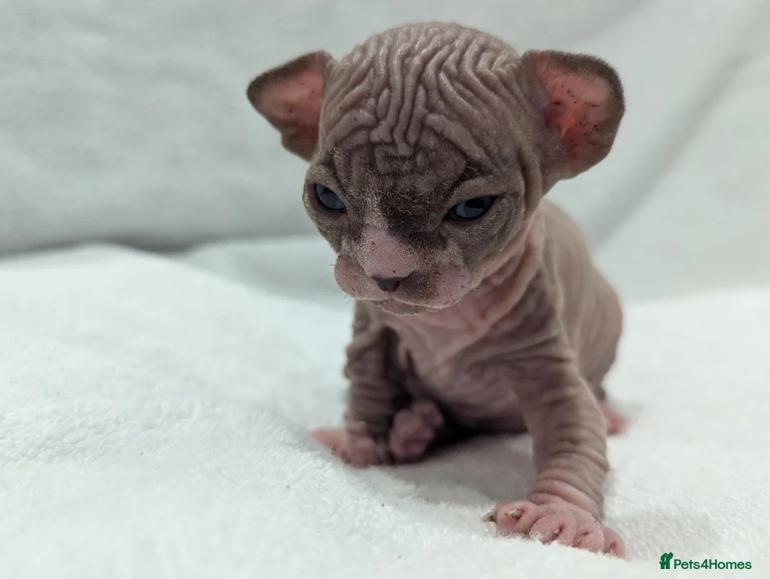 Sphynx cats for sale: ***TICA ACTIVE*** - PURE BREAD SPHYNX - AVAILABLE - Advert 40