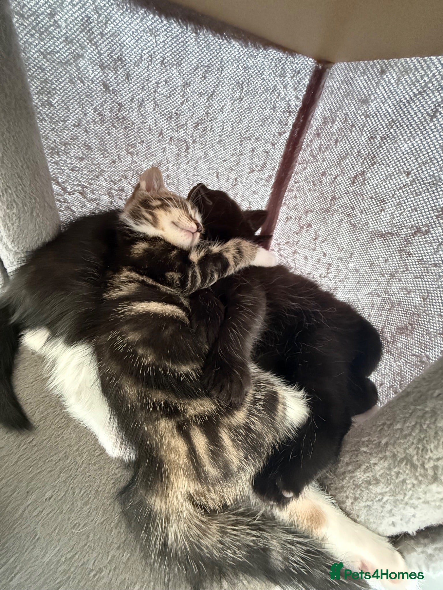 Domestic Shorthair cats 3 Kittens  - Advert 1