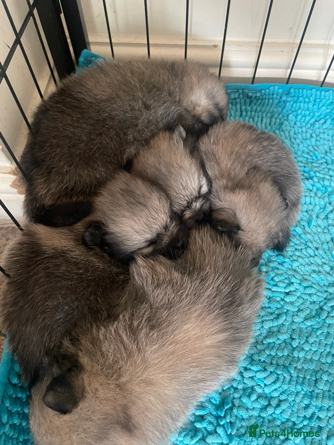 Pomeranian dogs for sale: 5 Generation champion Russian bloodline - Advert 15