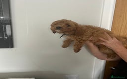 Cavapoo dogs for sale: Cavapoos  - Image 12