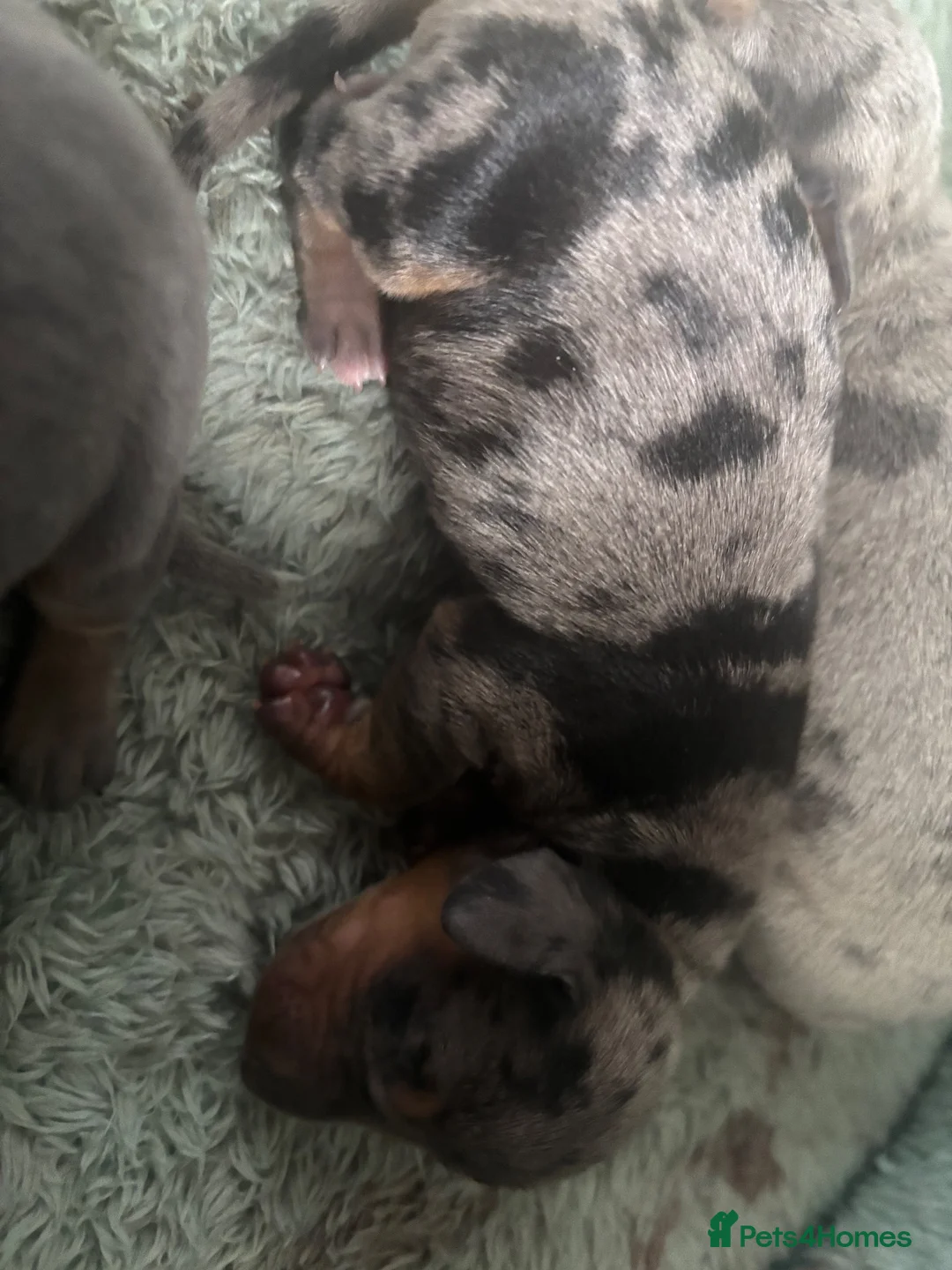 Dachshund dogs for sale: Miniature dachshund - Advert 7