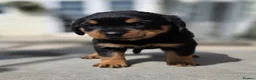 Rottweiler dogs for sale: Long haired Rottweilers  - Advert 8