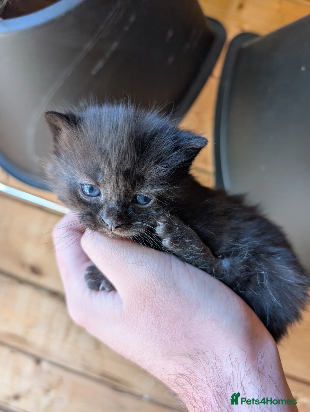 Mixed Breed cats for sale: 4x mixed breed kittens for sale - Advert 1