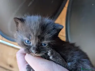 Mixed Breed cats 4x mixed breed kittens for sale - Advert 3