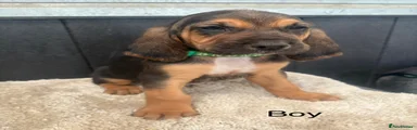 Bloodhound 3