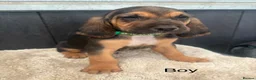Bloodhound dogs for sale: Stunning bloodhound puppies  - Advert 7