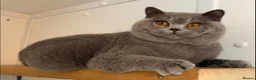 British Shorthair cats for sale: Beautiful blue boy  - Advert 6