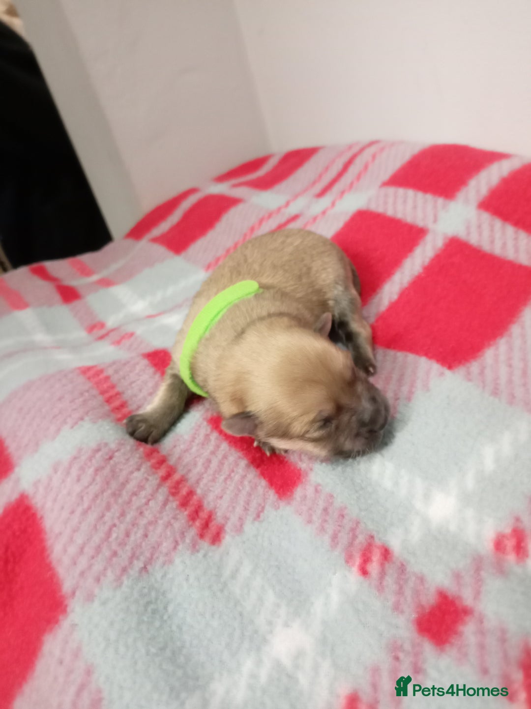 Mixed Breed dogs for sale: Pom-Heavy Pomeranian Puppies 6 Boys & 1 Girl - Advert 6
