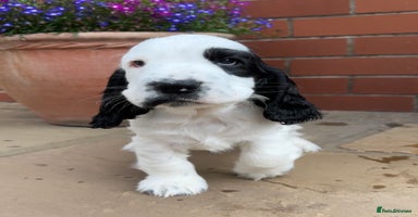 Cocker Spaniel dogs - Advert 6