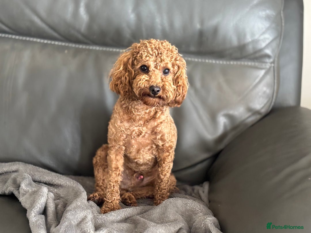 Toy Poodle dogs for sale: KC Toy Poodle Boy - Image 7