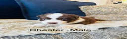 Border Collie dogs for sale: Our Bred Border Collie Puppies For Sale - Advert 13