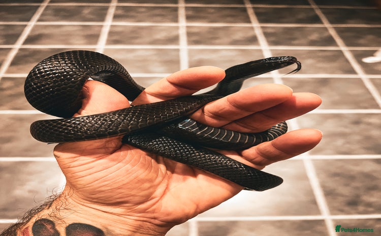 King Snake reptiles in Corsham - Advert 4