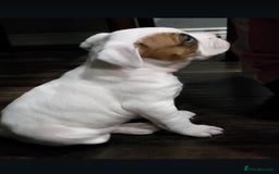 Boxer dogs for sale: BEAUTIFUL BOXER PUPPIES BOBTAIL AND TAIL - Image 7