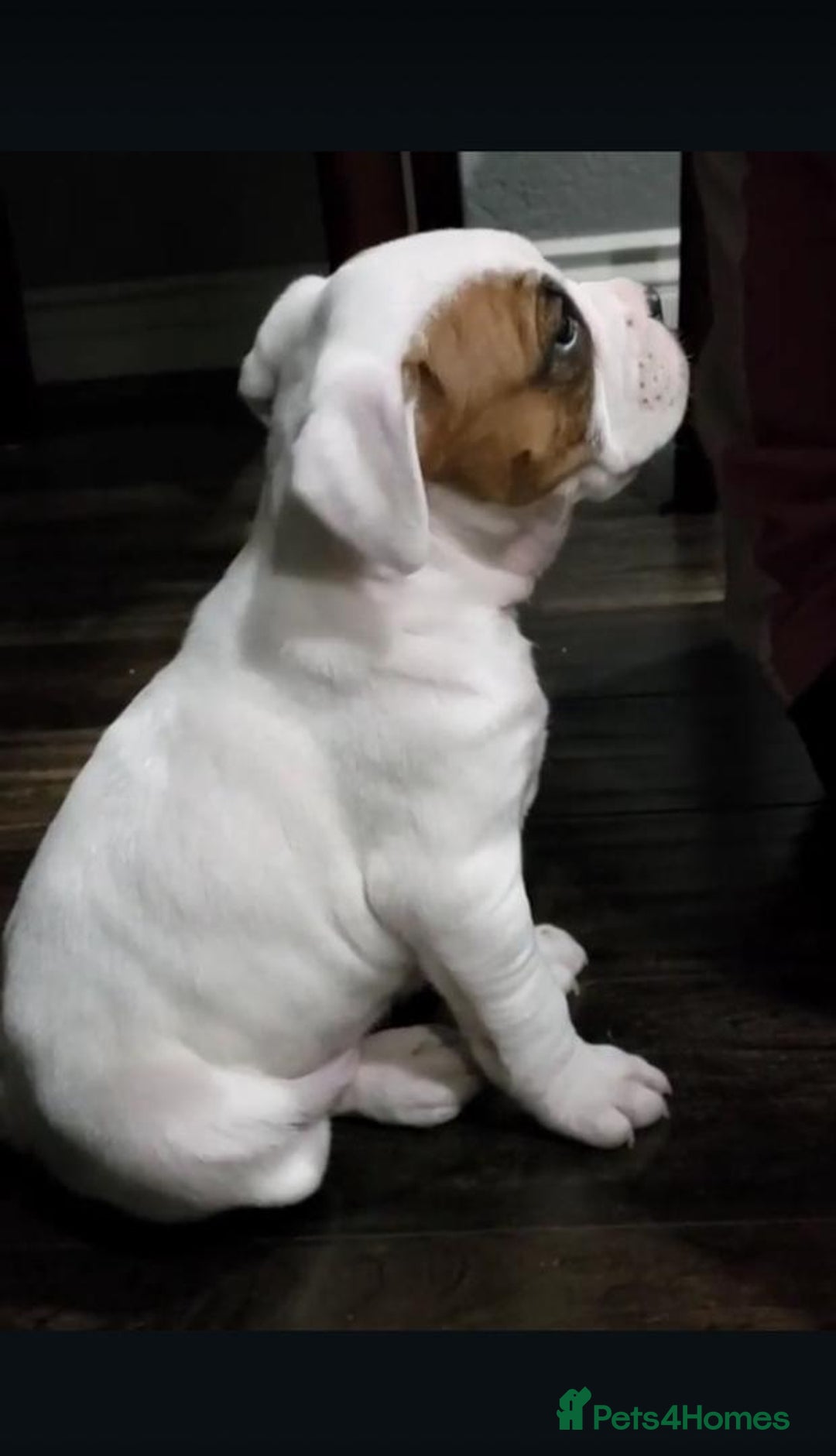 Boxer dogs for sale: BEAUTIFUL BOXER PUPPIES BOBTAIL AND TAIL - Image 7
