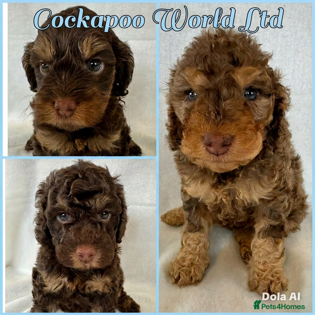 Cockapoo dogs DNA CLEAR, beautiful Cockapoo Pups,Ready 5th June  - Advert 13