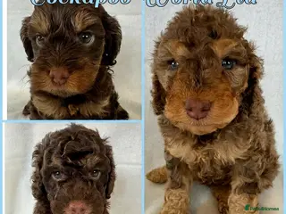 Cockapoo dogs DNA CLEAR, beautiful Cockapoo Pups,Ready 5th June - Advert 13