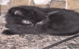 Mixed Breed cats for sale: Halloween kittens for sale. - Image 3