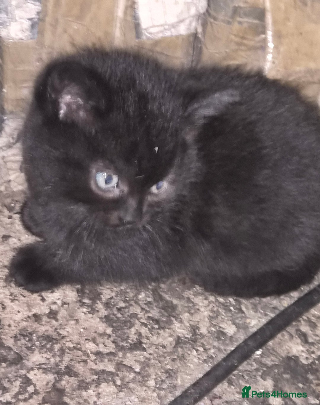 Mixed Breed cats for sale: Halloween kittens for sale. - Image 3