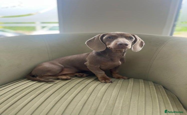 Miniature Dachshund dogs - Advert 3