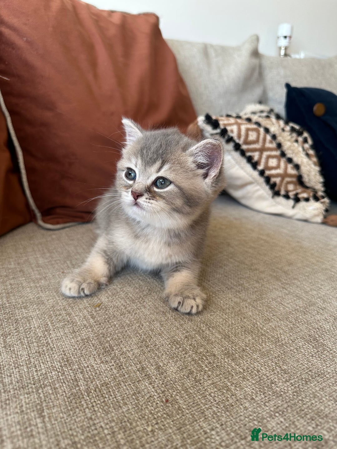 British Shorthair cats for sale: Cinnamon X Golden British Shorthairs - Advert 5