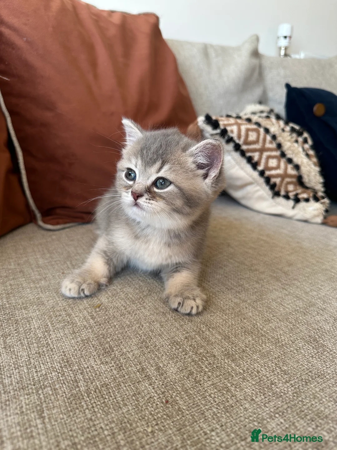 British Shorthair cats for sale: Cinnamon X Golden British Shorthairs - Advert 5