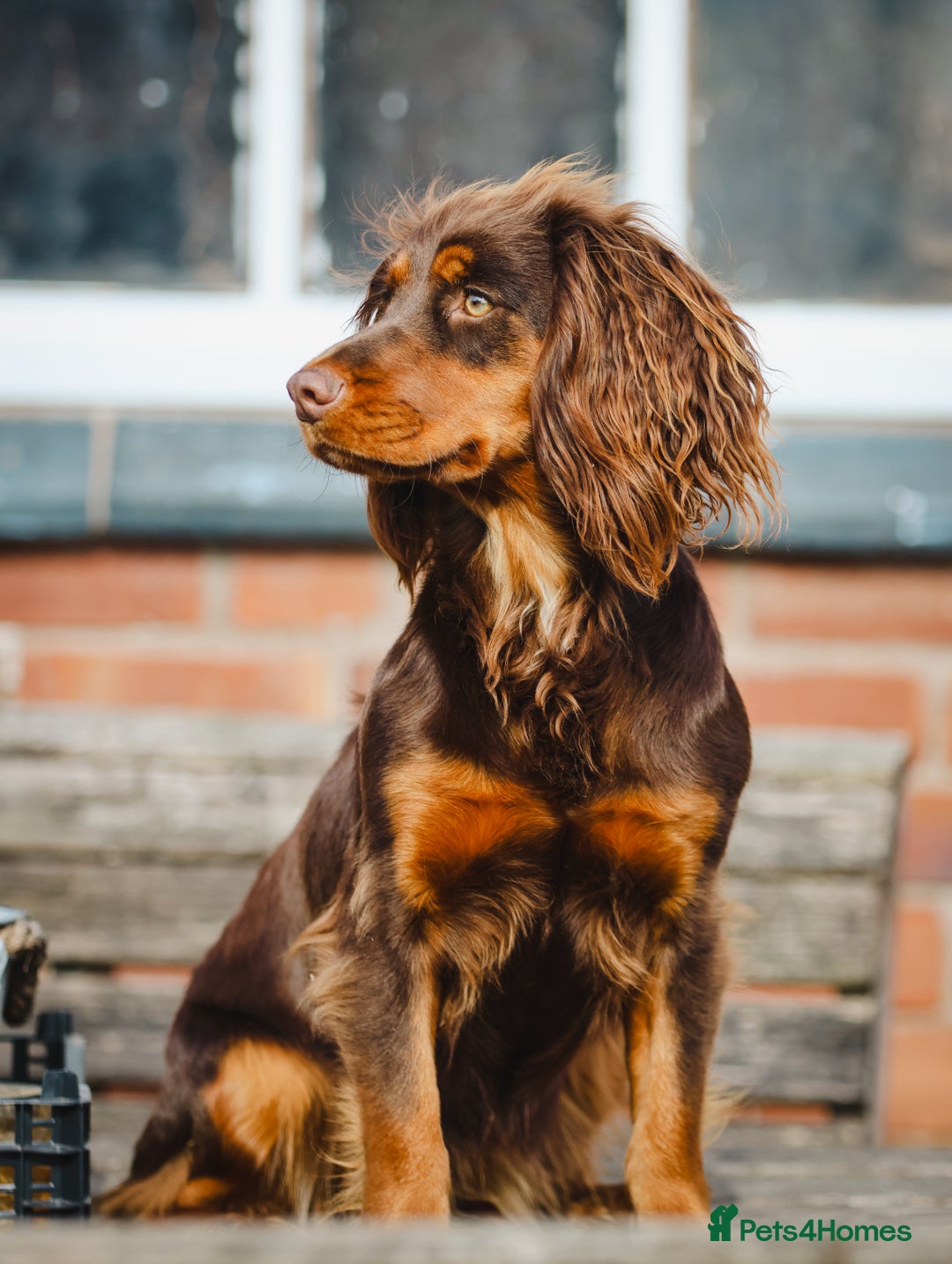 Cocker Spaniel dogs for sale: 8 health checked true quality working cocker pups - Advert 23