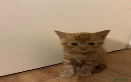 Domestic Shorthair cats for sale: GINGER KITTENS £150 EACH - Image 6