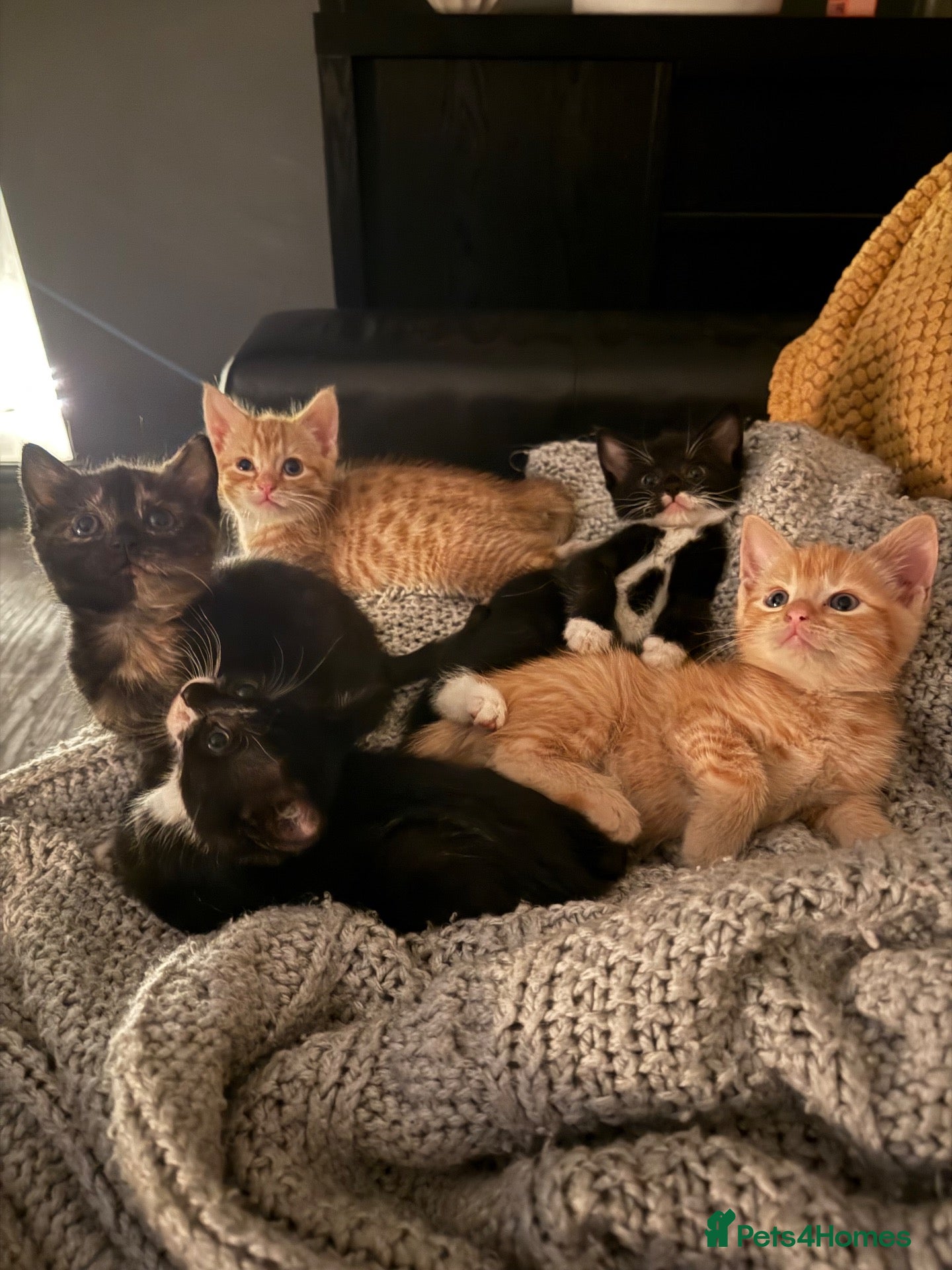 Domestic Shorthair cats Only 3 Girls Left Ready Now  - Advert 22