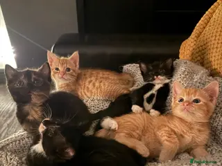 Domestic Shorthair cats 3 Beautiful Girl Kittens Left – £100 Each - Advert 6