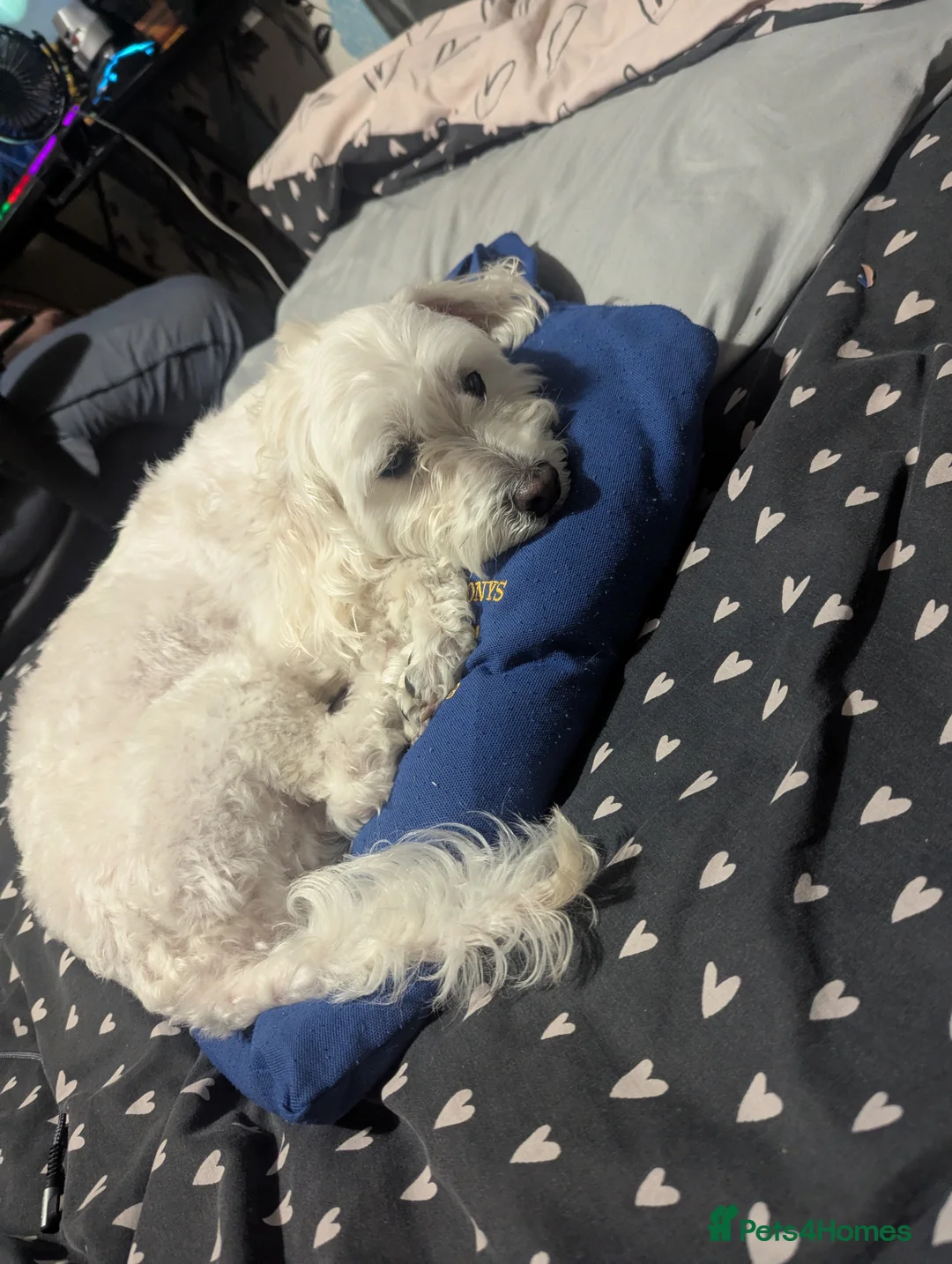 Maltipoo dogs for sale: Buddy male maltipoo  - Advert 4