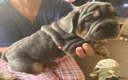 French Bulldog dogs for sale: Only 3 boys left, 5⭐️KC frenchies carrying fluffy  - Image 14