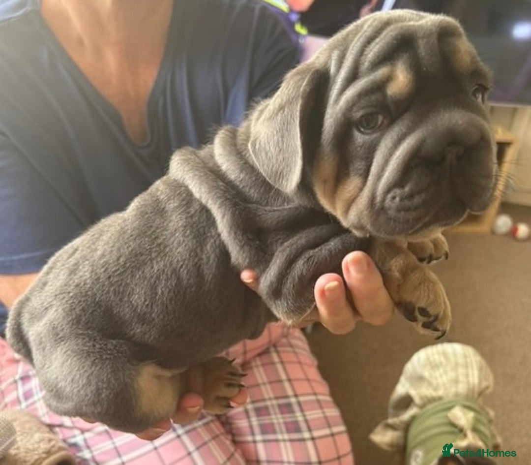 French Bulldog dogs for sale: Only 3 boys left, 5⭐️KC frenchies carrying fluffy  - Image 14