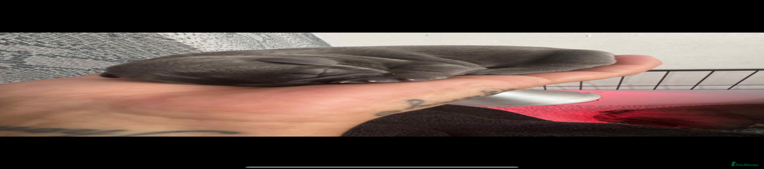 French Bulldog Puppy 3