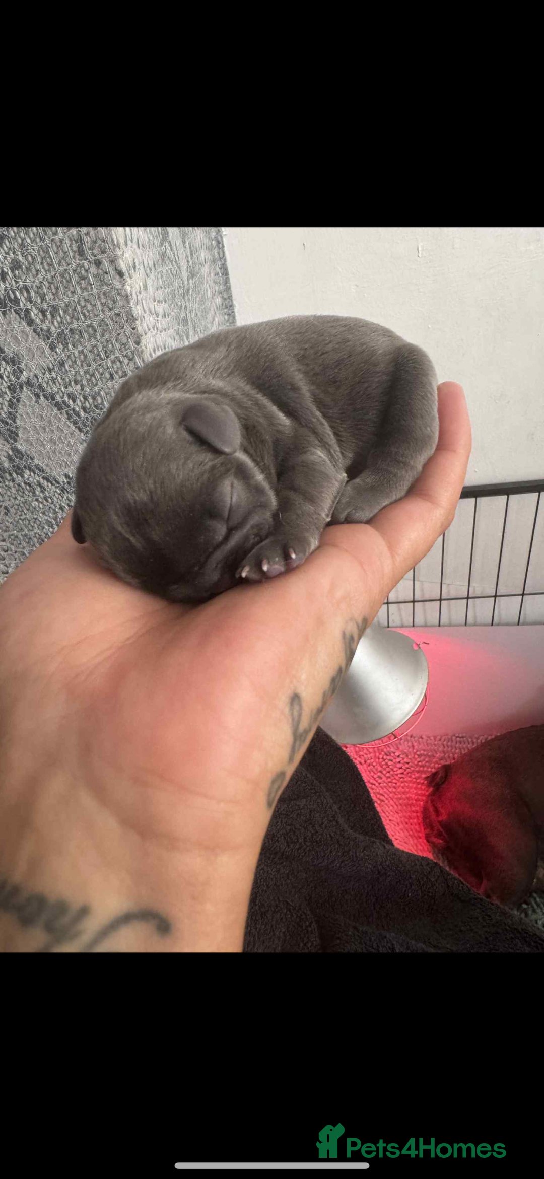 French Bulldog dogs for sale: French bulldog puppys  - Advert 3