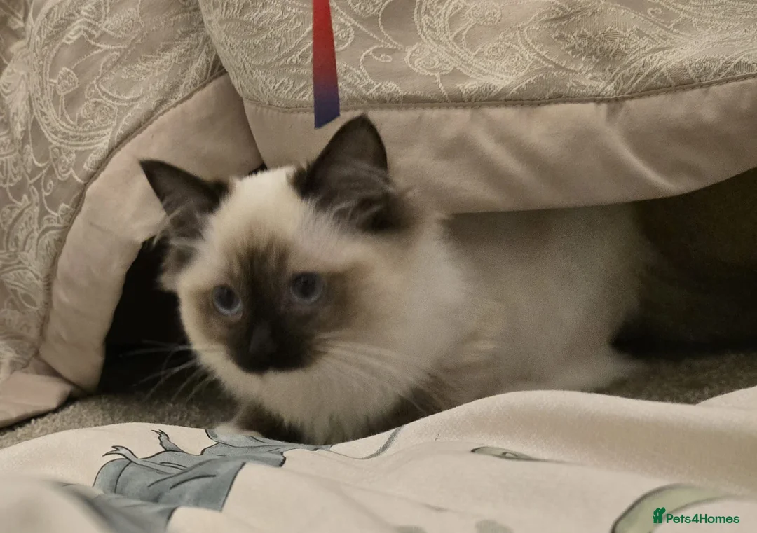 Ragdoll cats for sale: Ragdoll - Advert 15