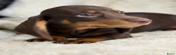 Miniature Dachshund dogs for sale: Beautiful dachshund puppies  - Advert 6