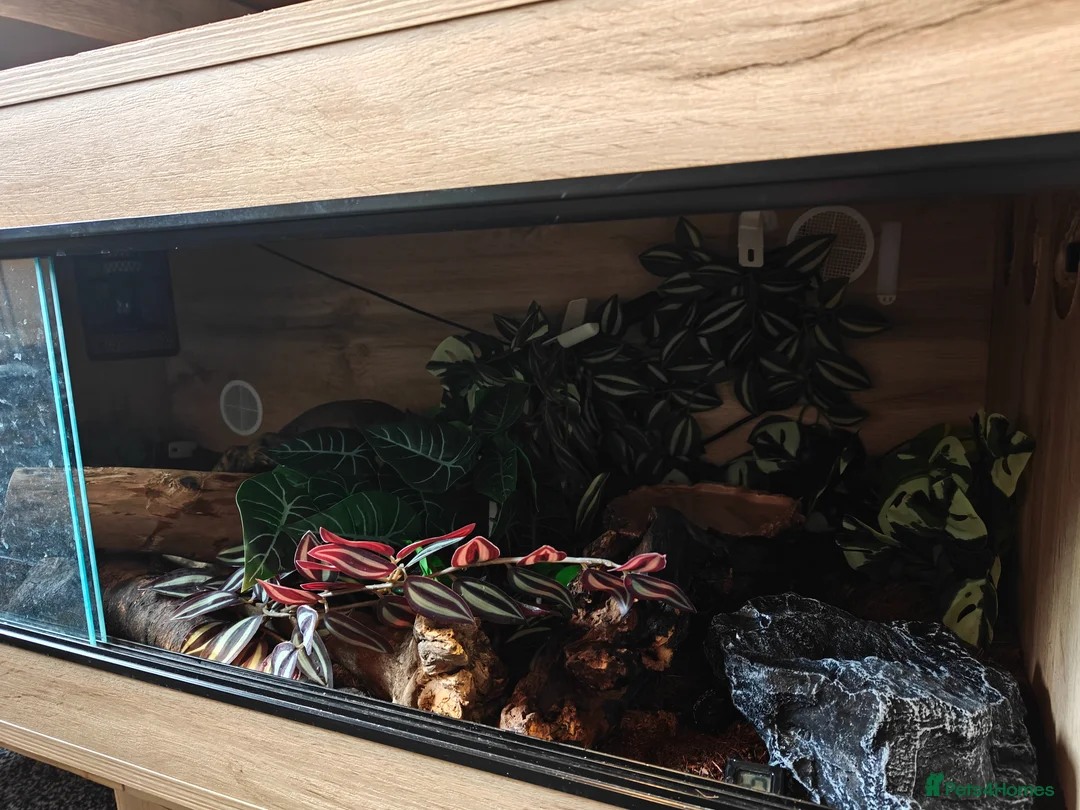 Boa Snake reptiles for sale: Stunning dumerils boa (rare toliara) + full set up in Gateshead - Advert 6