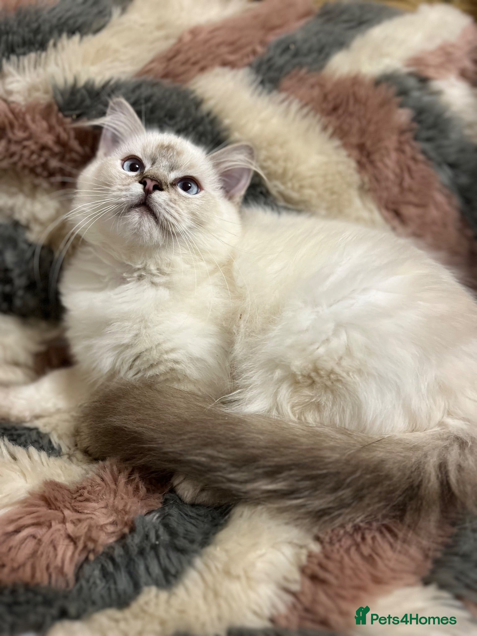 Ragdoll cats ❤️ Gorgeous ragdoll kittens ready now  ❤️ - Advert 18