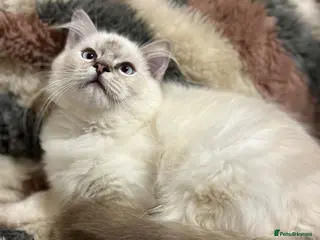 Ragdoll cats ❤️ Gorgeous ragdoll kittens ready now ❤️ - Advert 2