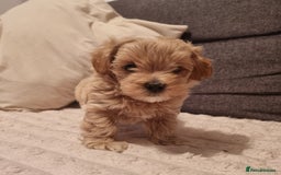 Maltipoo dogs for sale: F1 tiny maltipoo teddies  - Image 5